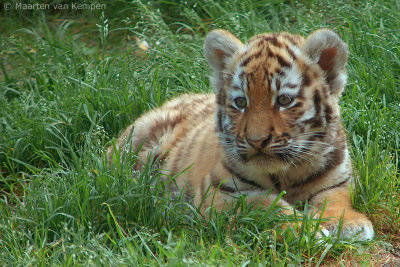 Siberian tiger <BR>(Panthera tigris altaica)