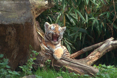 Siberian tiger <BR>(Panthera tigris altaica)