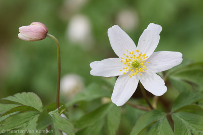 Wood anemone (Anemone nemorosa)