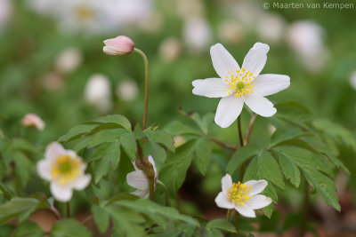 Wood anemone (Anemone nemorosa)