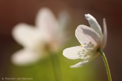 Wood anemone (Anemone nemorosa)