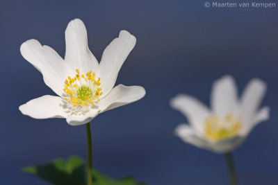 Wood anemone (Anemone nemorosa)