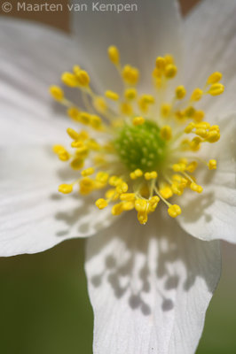 Wood anemone (Anemone nemorosa)