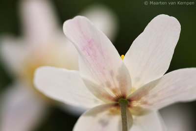 Wood anemone (Anemone nemorosa)