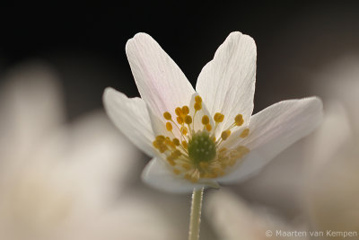 Wood anemone (Anemone nemorosa)