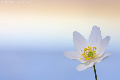 Wood anemone (Anemone nemorosa)