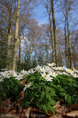 Wood anemone <BR>(Anemone nemorosa)