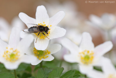 Hoverfly spec.