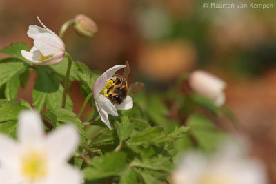 Honey bee (Apis mellifera)