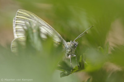 Green-veined white (Pieris napi)