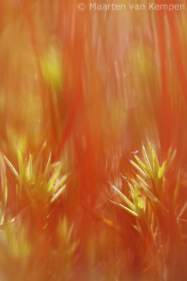 Juniper haircap (Polytrichum juniperinum)