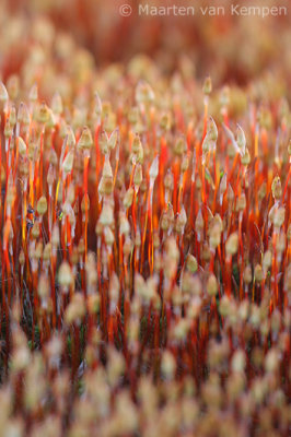 Juniper haircap (Polytrichum juniperinum)