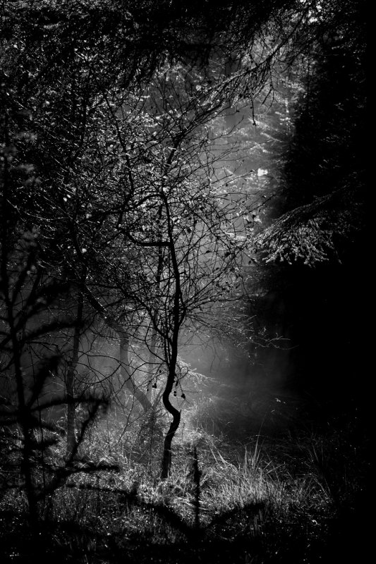 Light in the darkness