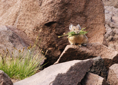 American pika haying