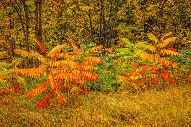 _MG_2266.JPG
