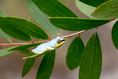 Madagascar reed frog (Heterixalus madagascariensis),Akanin`ny Nofy