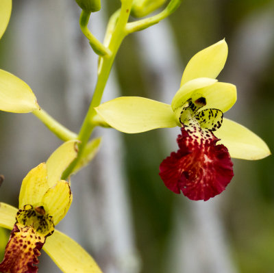 Wild Orchid, Akanin´ny Nofy