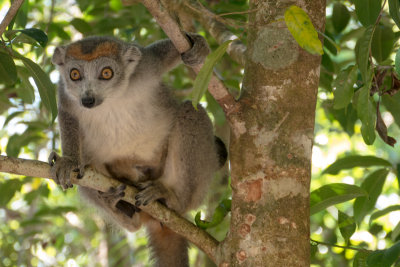 Crowned lemur, female (Eulemur coronatus), Palmarium Reservat