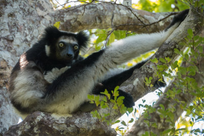 Indri, Palmarium Reservat