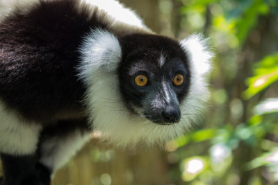 Black and White Ruffed Lemure, Palmarium Reservat