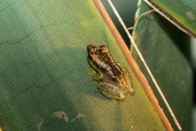 Pandanus frog
