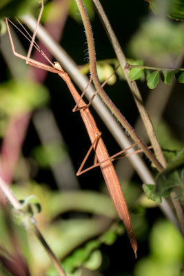 Stickinsect, Perinet