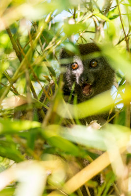 Bamboo lemur, Perinet