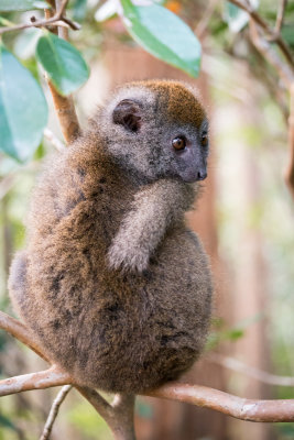 Bamboo Lemur, Lemur island