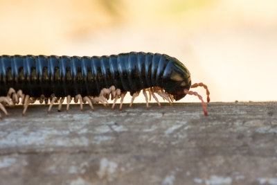 Millipede