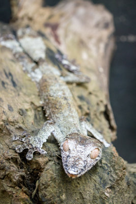 Leaf-tailed gecko