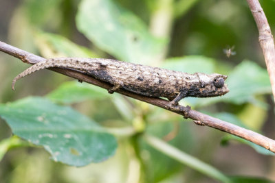 Stump tailed or leaf chameleon