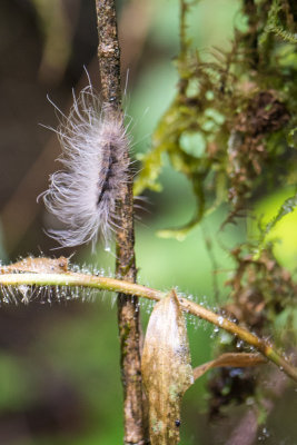 caterpillar with long hair, Ranomafana