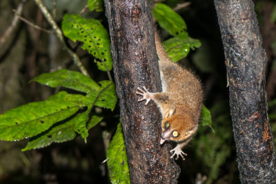 Mouse Lemur, Ranomafana