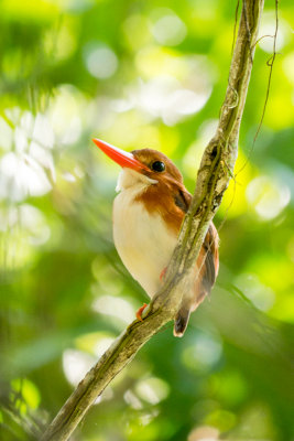 Madagaskar Pygmy Kingfisher, Mantadia Nationalpark