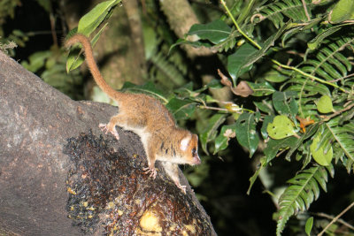Mouse lemur, Ranomafana