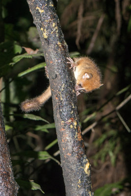 Mouse lemur, Ranomafana