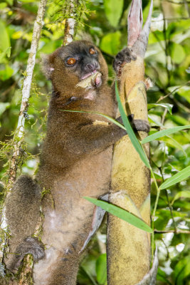 Bamboo lemur, Ranomafana