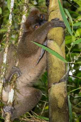 Bamboo Lemur feeding on bamboo, Ranomafana