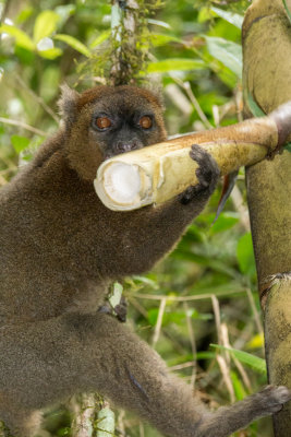 Bamboo Lemur, Ranomafana