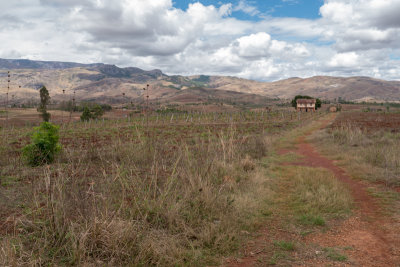 Vineyard in Madagaskar