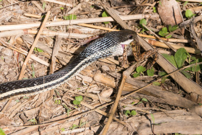 Frog in the snake