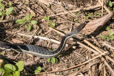 Frog far in the snake