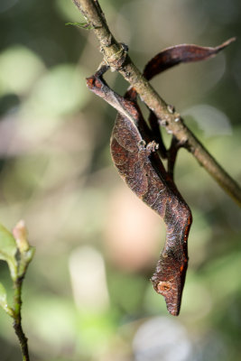 Leaftailgecko
