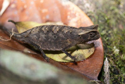 Cameleon (Brookesia)