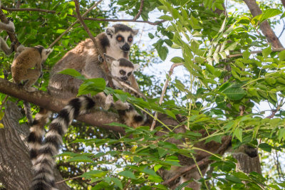 Ring-tailed lemur, Anja-Park