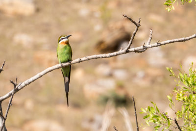 Bee-eater, Isalo
