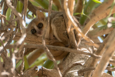 Mouse lemur, Arboretum Antsokay