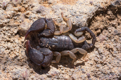 Scorpion, Isalo