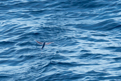 Flying Fish, Gran Canaria