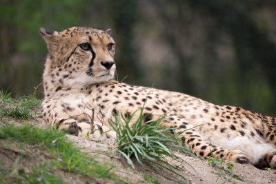 Cheetah, Gepard